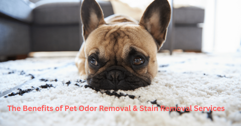 Pet Odor Removal